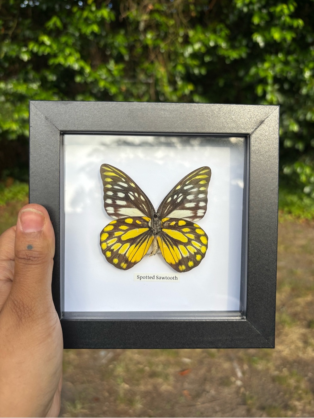 🦋REAL SPOTTED SAWTOOTH BUTTERFLY 🦋